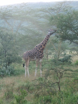 Central Africa 2006 Giraffe feeding low