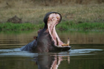 Central Africa Hippo Yawn