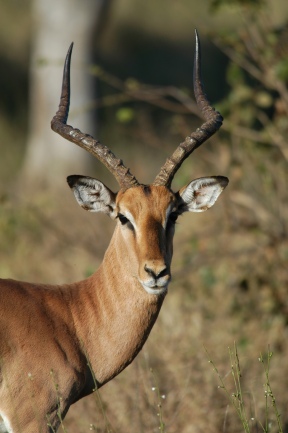 Central Africa Impala 1