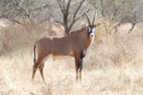 Central Africa Impala