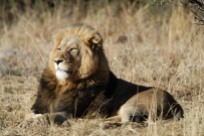Central Africa Lion King