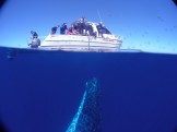 Tonga Dive Paul Parker pic underwater Whale and boat split lens photo