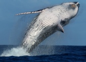 Tonga Whale Breach